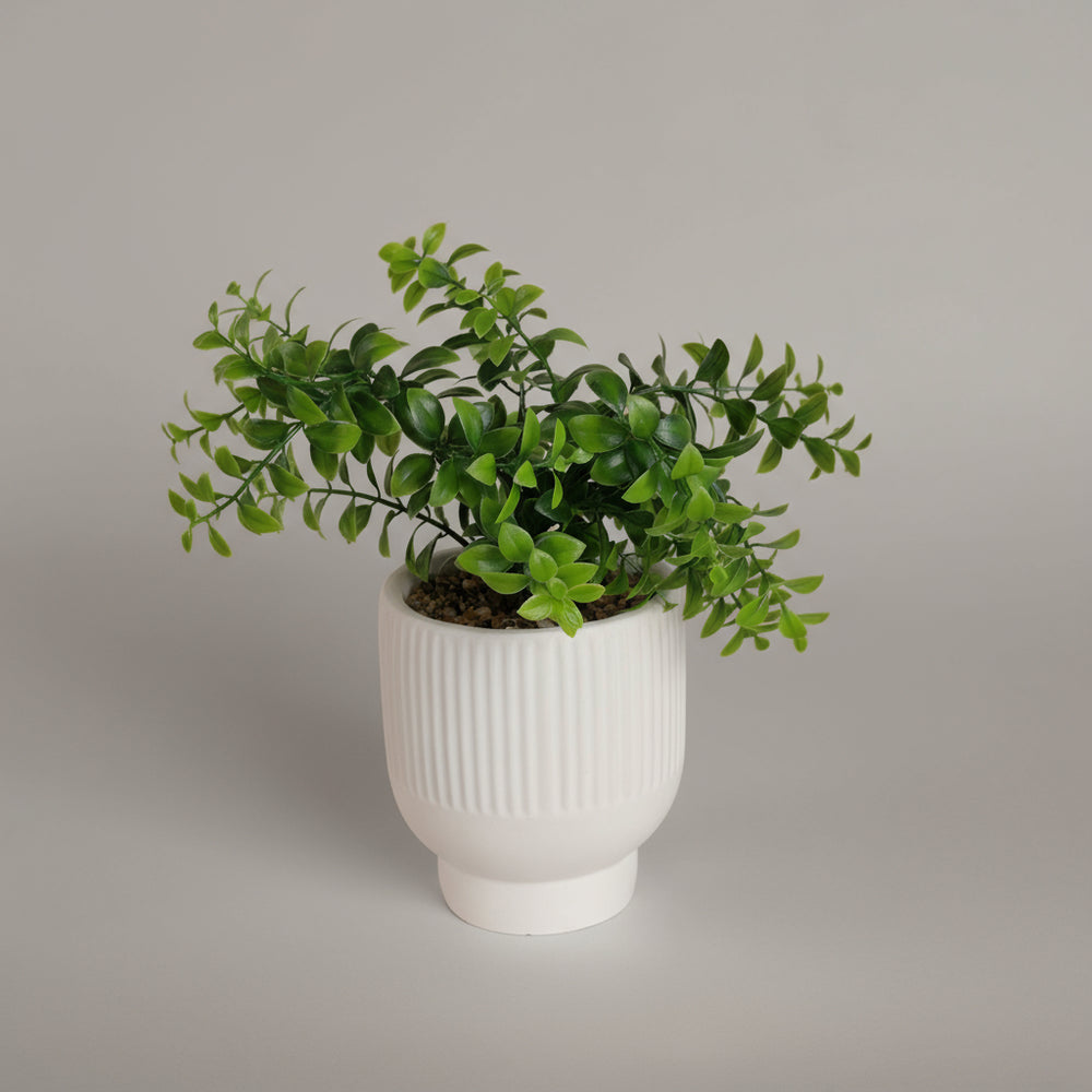 Decoración Maceta Ruscus UNITALLA