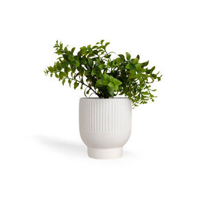 Decoración Maceta Ruscus UNITALLA