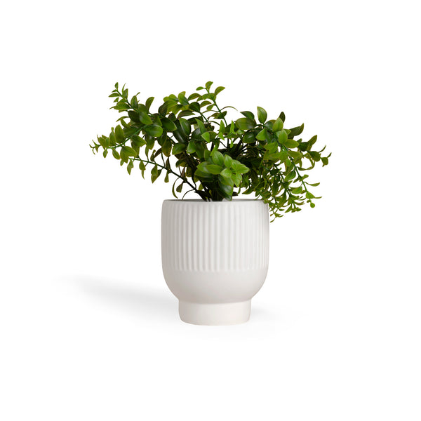 Decoración Maceta Ruscus UNITALLA